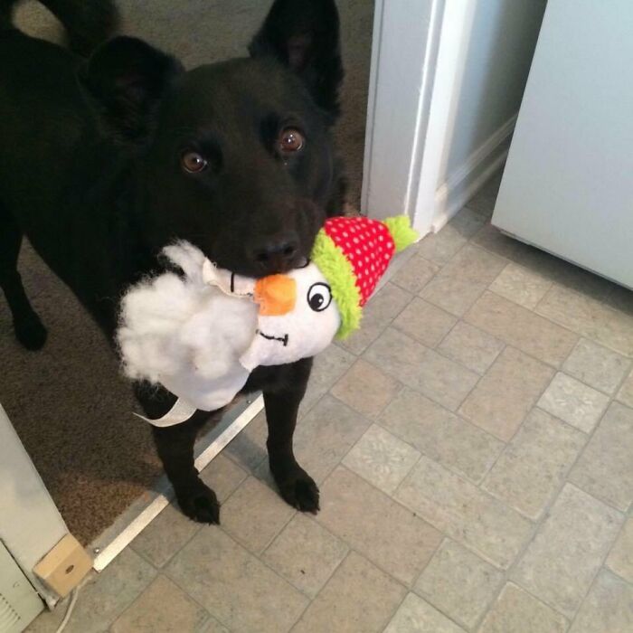 Sam The Dog Chewing On A Favorite Toy.