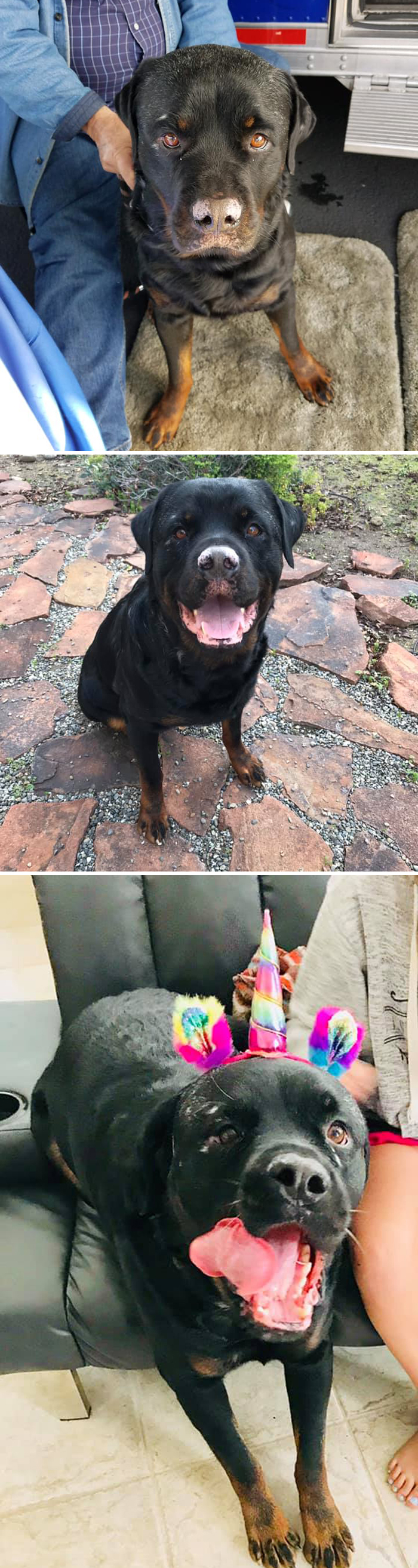 Before-After-Pet-Challenge