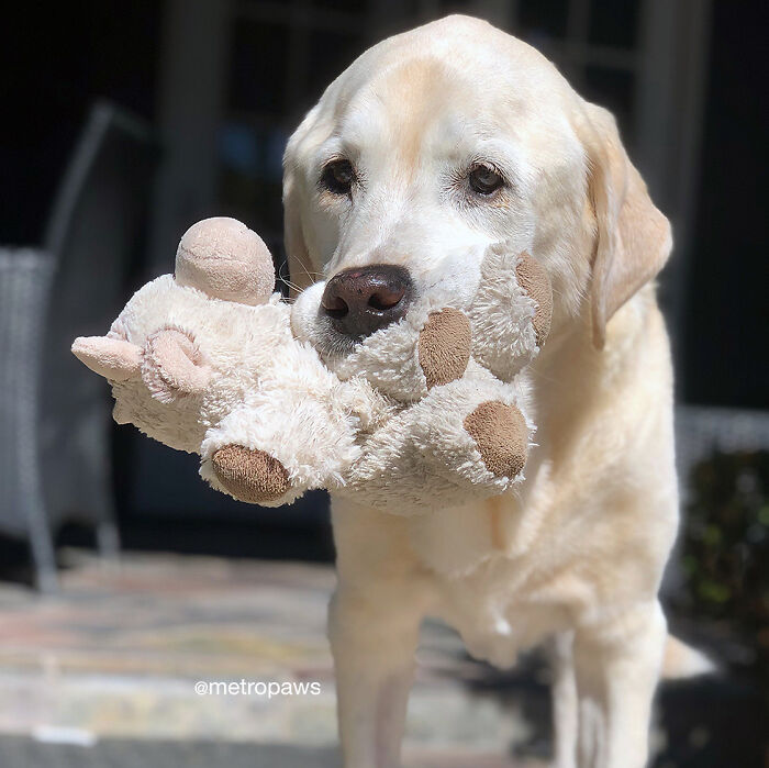 No Matter How Tough A Dog Is, They Turn To Mush When They Have Their Favorite Plush Toy 🐻