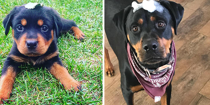 Didnt-Want-A-Dog-Challenge