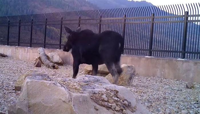 The Highway Overpass In Utah Is A Major Success And The Video Shows Many Wild Animals Using It To Avoid Danger