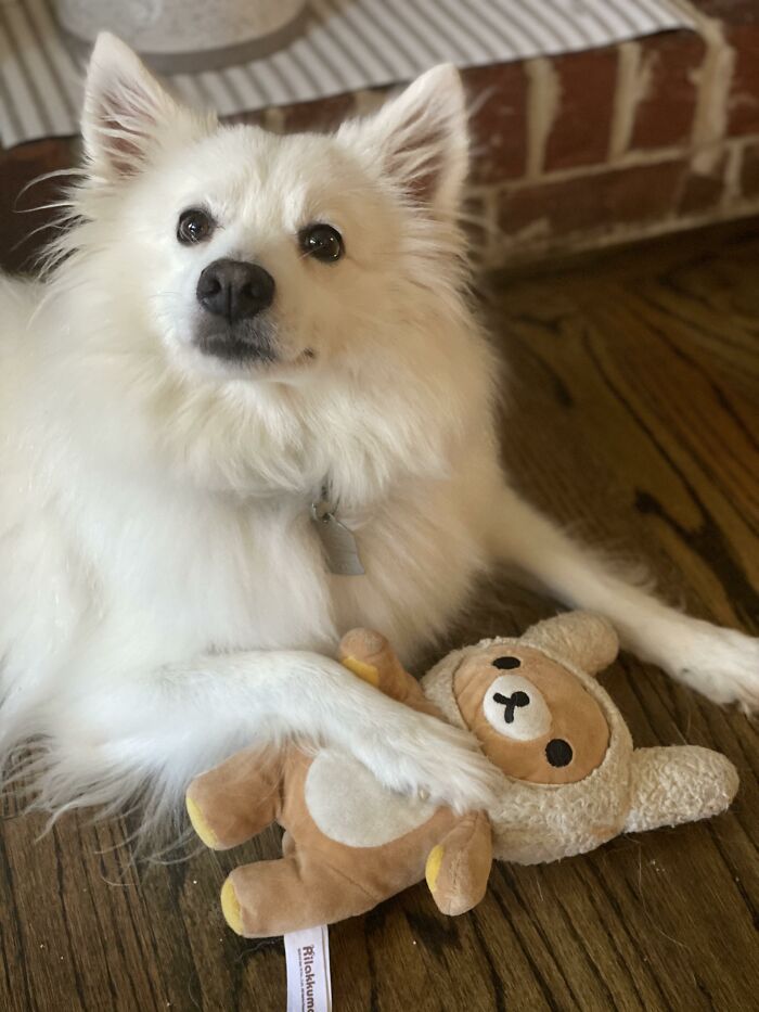 Our Sweet Luna’s Favorite New Toy, Gifted By Our Toddler As A Chew Toy But Is Carefully Treated Like Her Baby!