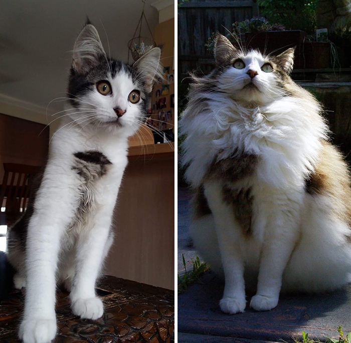 Before-After-Pet-Challenge