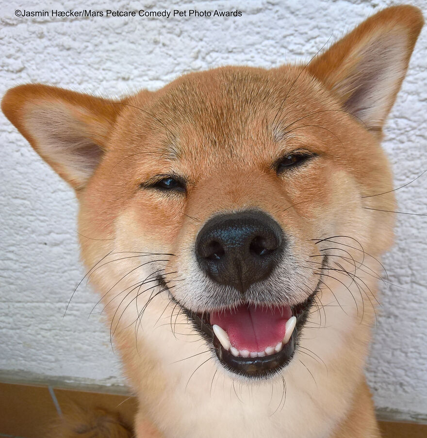 'Happy Akira' By Jasmin Haecker