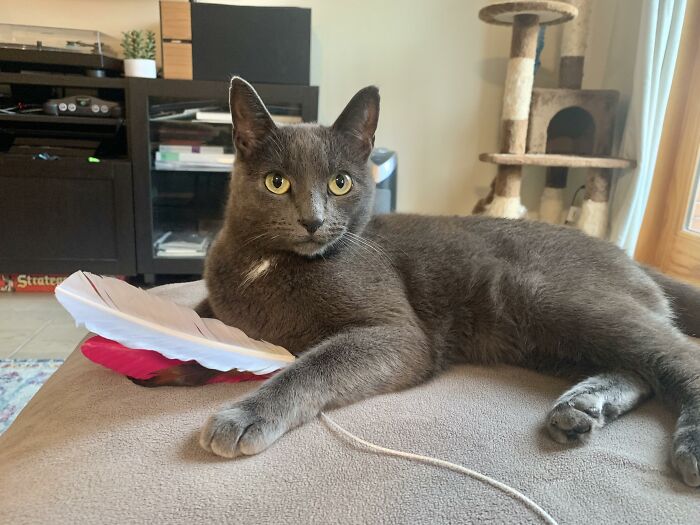 My Handsome Boy Loves Nothing More Than His Feather Toy.