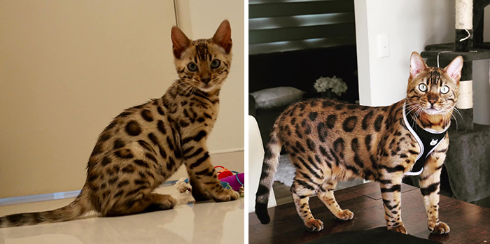 Before-After-Pet-Challenge