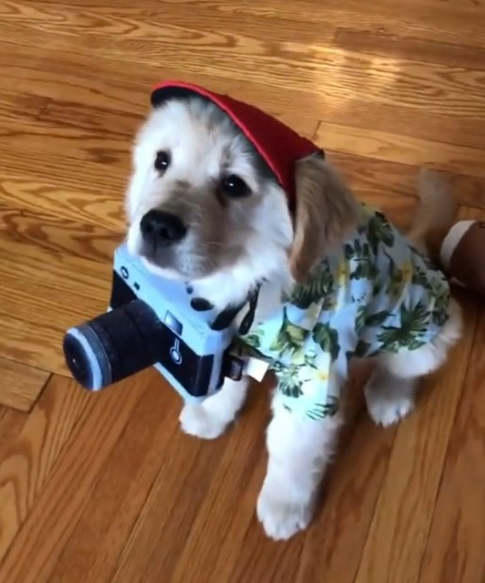 The Cutest Paw-Parazzi Ever 📸🐾