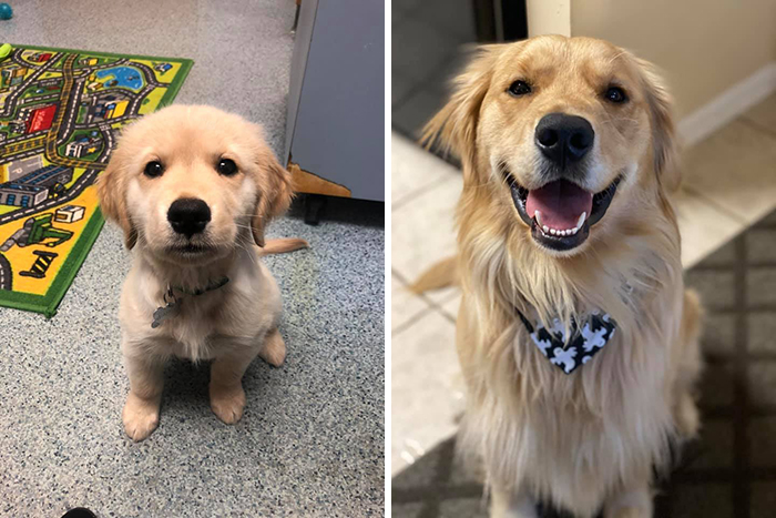 Before-After-Pet-Challenge