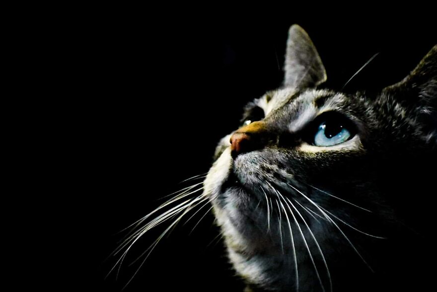 I Photograph My Cats And Other Cats In My Life