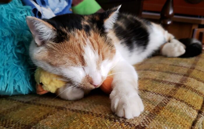 My Furry Monster Cuddling Her Toy