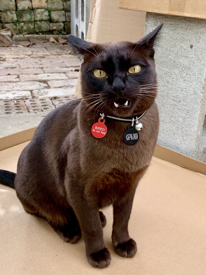 I Thought That My Boy Looked Particularly Handsome... Until He Made This Face At The Camera...