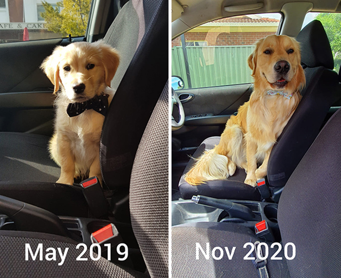 Before-After-Pet-Challenge