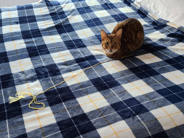 Got Up And Took A Shower Before Heading Out To Work. Someone Decided To Try And Entice Me Back To Bed With Her Favorite Toy...