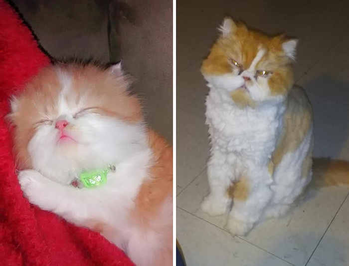 Before-After-Pet-Challenge