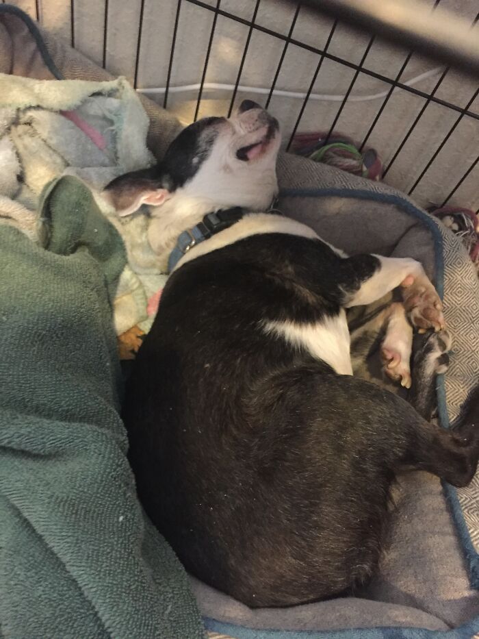 Taffy Has So Many Positions Wile Sleeping. This Photo Makes Her Look Fat