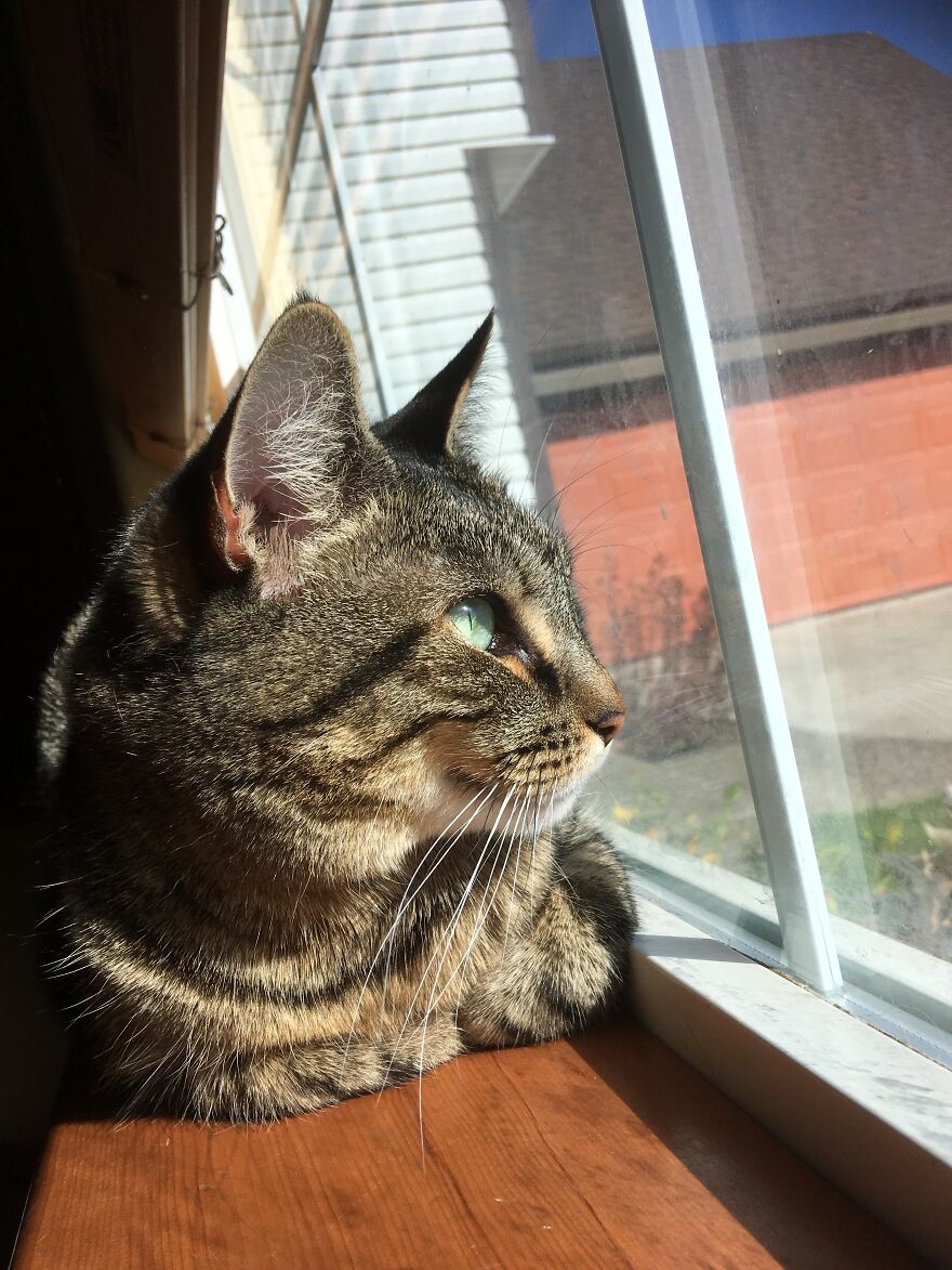 Here Are Some Pictures Of My Cat Ruth To Make You Smile #2