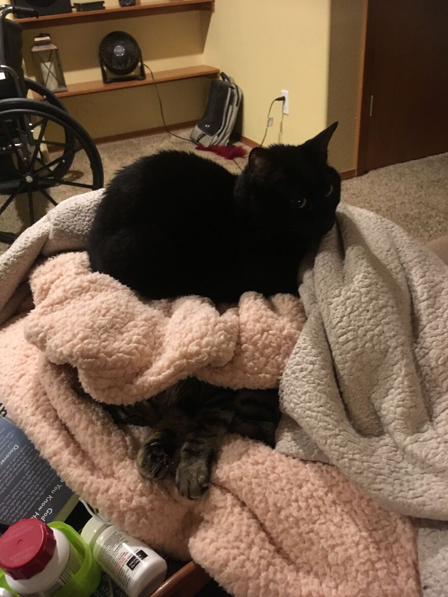 Here Are Some Pictures Of My Cat Ruth To Make You Smile #2