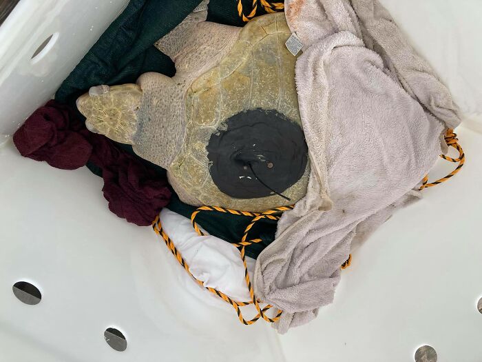 Sea Turtle Named Lou Learns To Swim Again After Losing Two Flippers In Fishing Nets