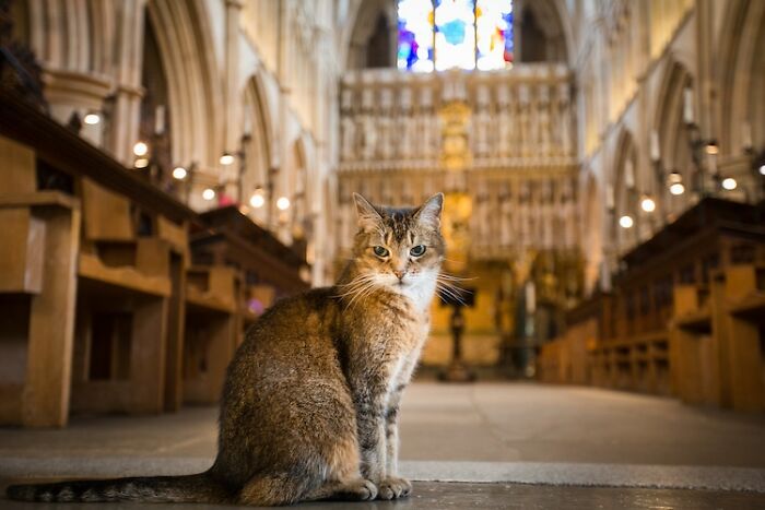 Cat Who Lived In A Church For 12 Years Passes Away, The Church Gives Her An Entire Memorial Service Cat Who Lived In A Church For 12 Years Passes Away, The Church Gives Her An Entire Memorial Service