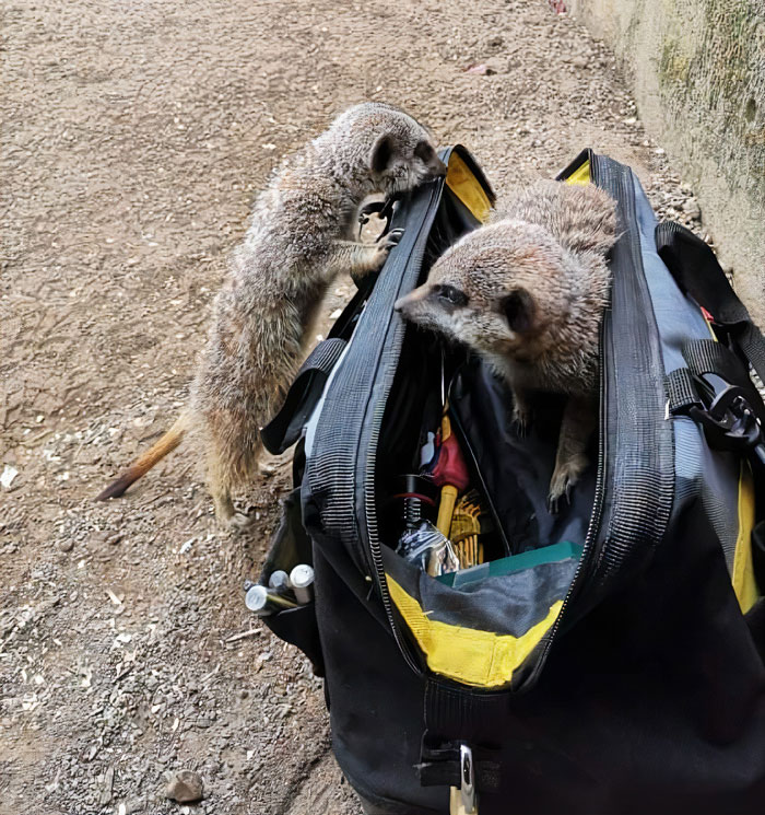 This Dad’s An Electrician In A Zoo And Here’s How He Spent His Morning With A Bunch Of Meerkats This Dad’s An Electrician In A Zoo And Here’s How He Spent His Morning With A Bunch Of Meerkats