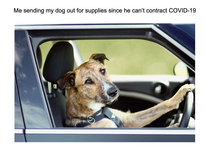 Dog sitting in driver's seat with paw on steering wheel, humorously ready to go out for supplies in funny dog memes.