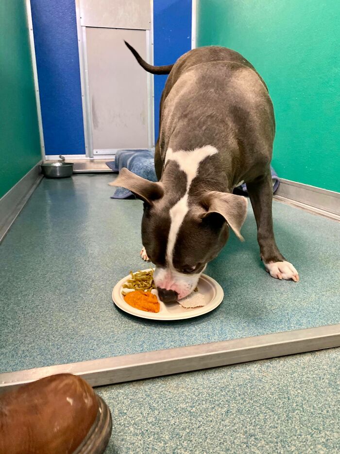 Nearly 80 Shelter Animals Get Treated To A Festive Thanksgiving Meal Nearly 80 Shelter Animals Get Treated To A Festive Thanksgiving Meal