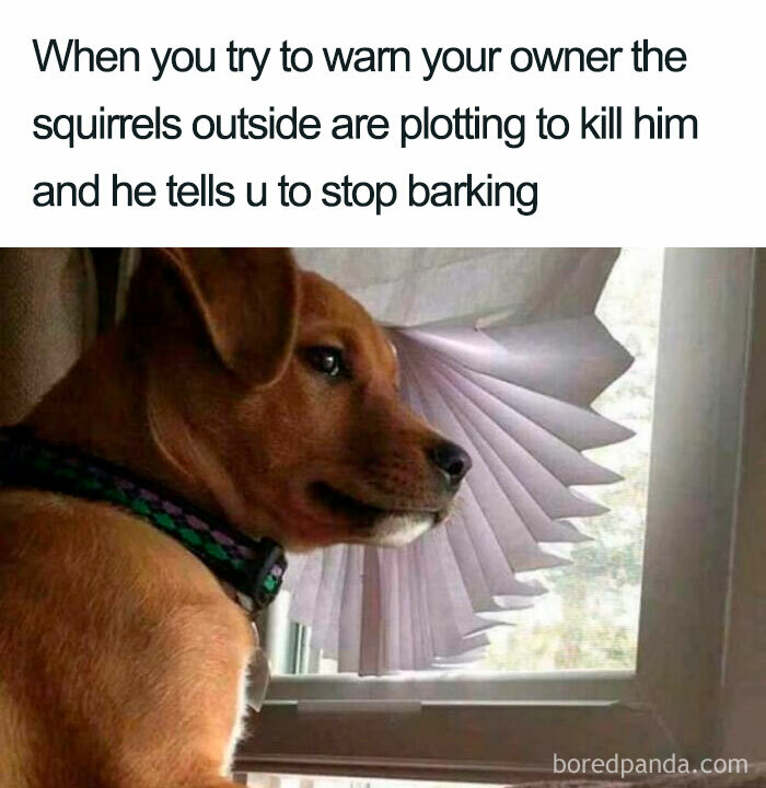 Dog meme with a dog staring out the window, looking skeptical about squirrels, while owner dismisses barking.