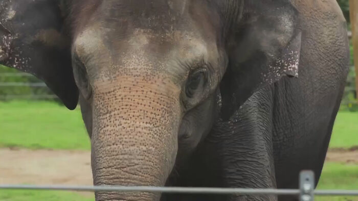 Zoo Shares An Ultrasound Of A Baby Elephant And People Find It Adorable