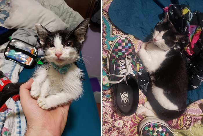 4 1/2 Months Old Mochi. He Fought Off The Shelter Employees But Snuggled Into My Chest When I First Held Him And Refuses To Leave My Side