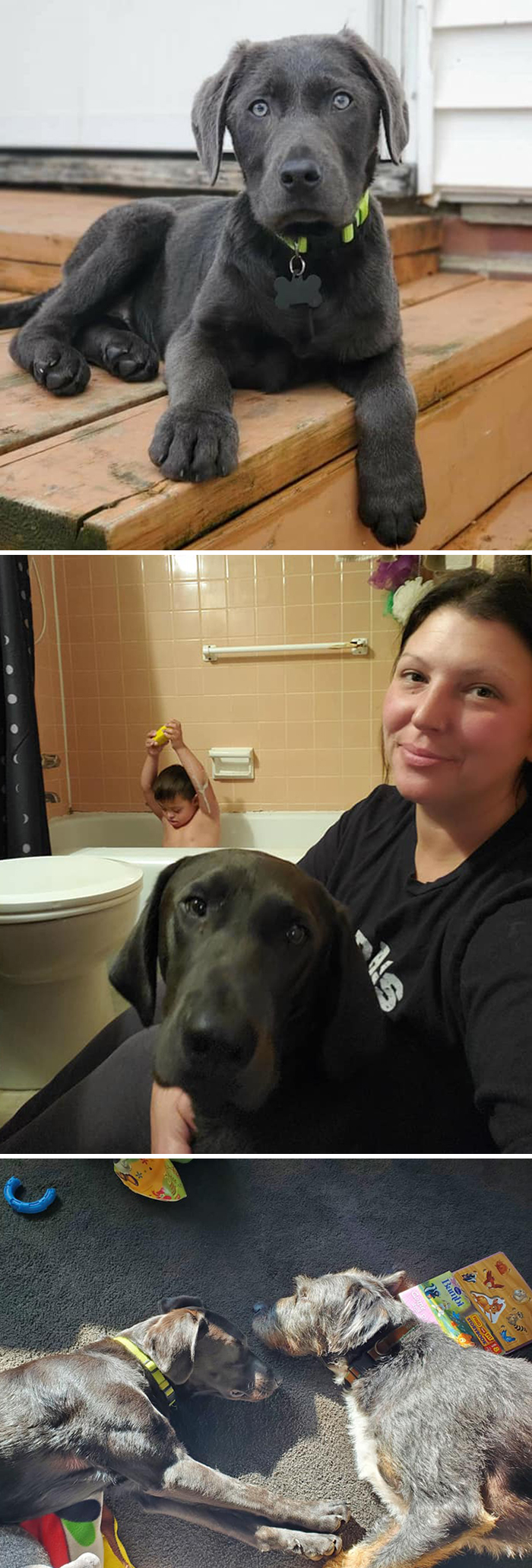 Didnt-Want-A-Dog-Challenge