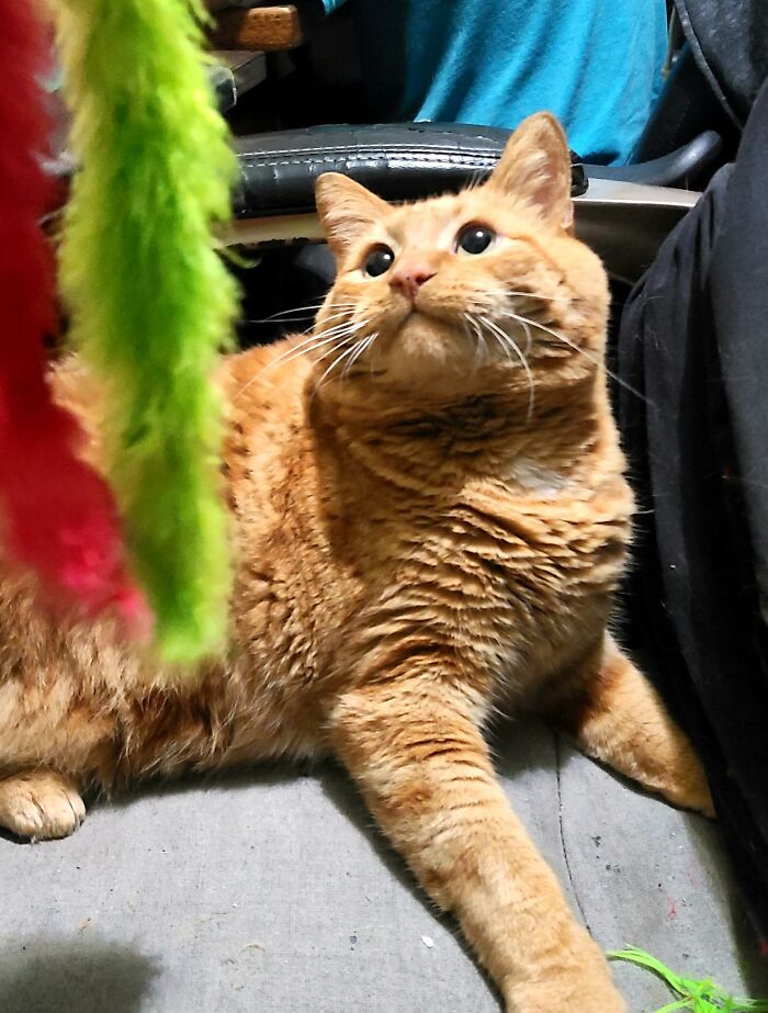 Get Yourself Someone Who Looks At You The Way Ninja Looks At His Toy