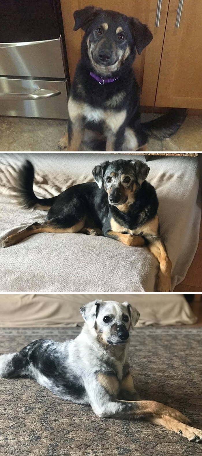 Before-After-Pet-Challenge