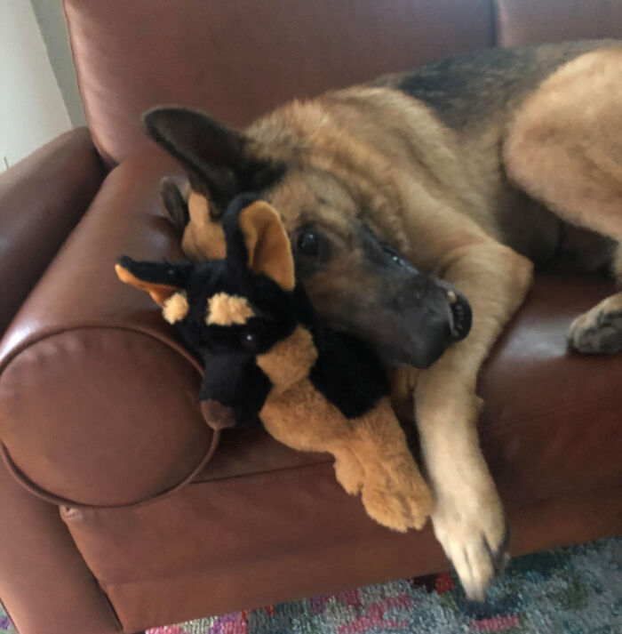 My German Shepherd With His Toy German Shepherd