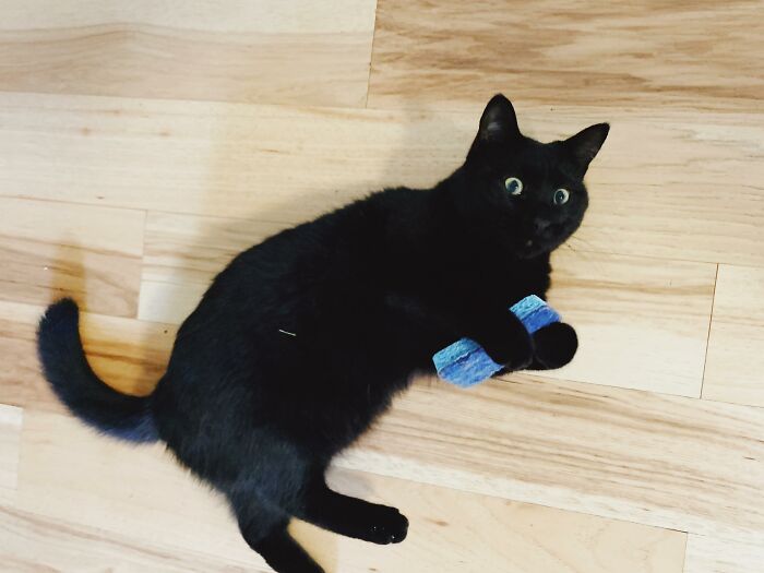 This Is Ham, He Found A Sponge, And It’s His New Favorite Toy.