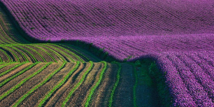 Epson-International-Pano-Awards-Winners-2020