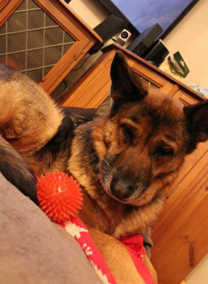 Didnt-Want-A-Dog-Challenge