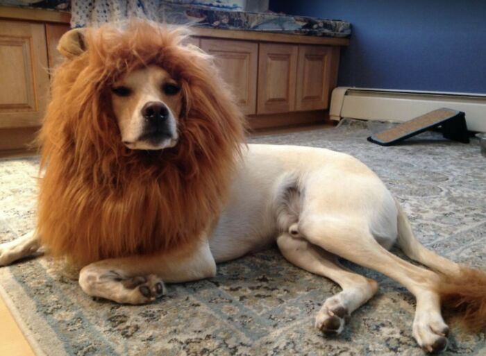 Mane-Jestic Lion Costume