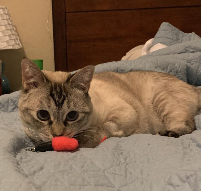 My Cat Skye Has Decided She Absolutely Loves Her Toy