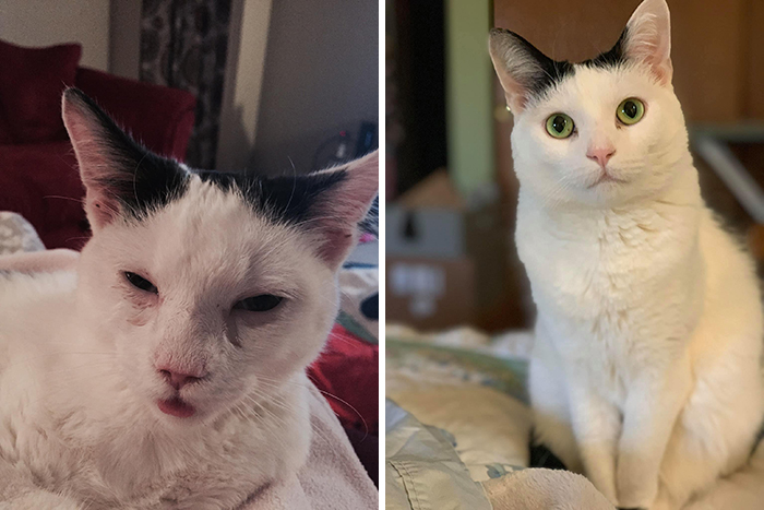 Before-After-Pet-Challenge