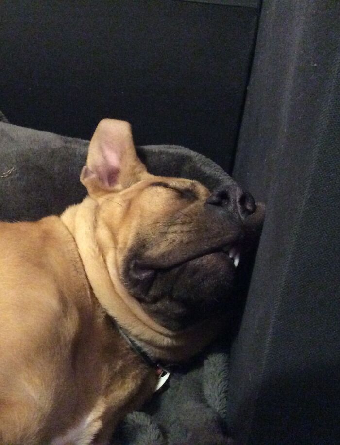 This Is My Dog Mango! He’s So Silly ;)