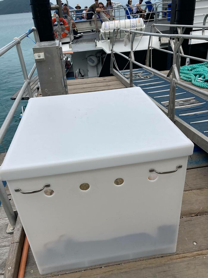 Sea Turtle Named Lou Learns To Swim Again After Losing Two Flippers In Fishing Nets Sea Turtle Named Lou Learns To Swim Again After Losing Two Flippers In Fishing Nets