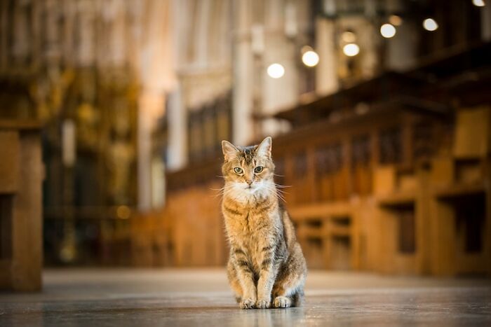 Cat Who Lived In A Church For 12 Years Passes Away, The Church Gives Her An Entire Memorial Service Cat Who Lived In A Church For 12 Years Passes Away, The Church Gives Her An Entire Memorial Service