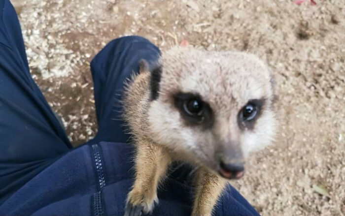 This Dad’s An Electrician In A Zoo And Here’s How He Spent His Morning With A Bunch Of Meerkats This Dad’s An Electrician In A Zoo And Here’s How He Spent His Morning With A Bunch Of Meerkats
