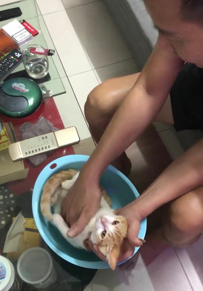 This Grandpa-To-Be Shows His Son How To Bathe A Baby By Using A Cat As An Example This Grandpa-To-Be Shows His Son How To Bathe A Baby By Using A Cat As An Example