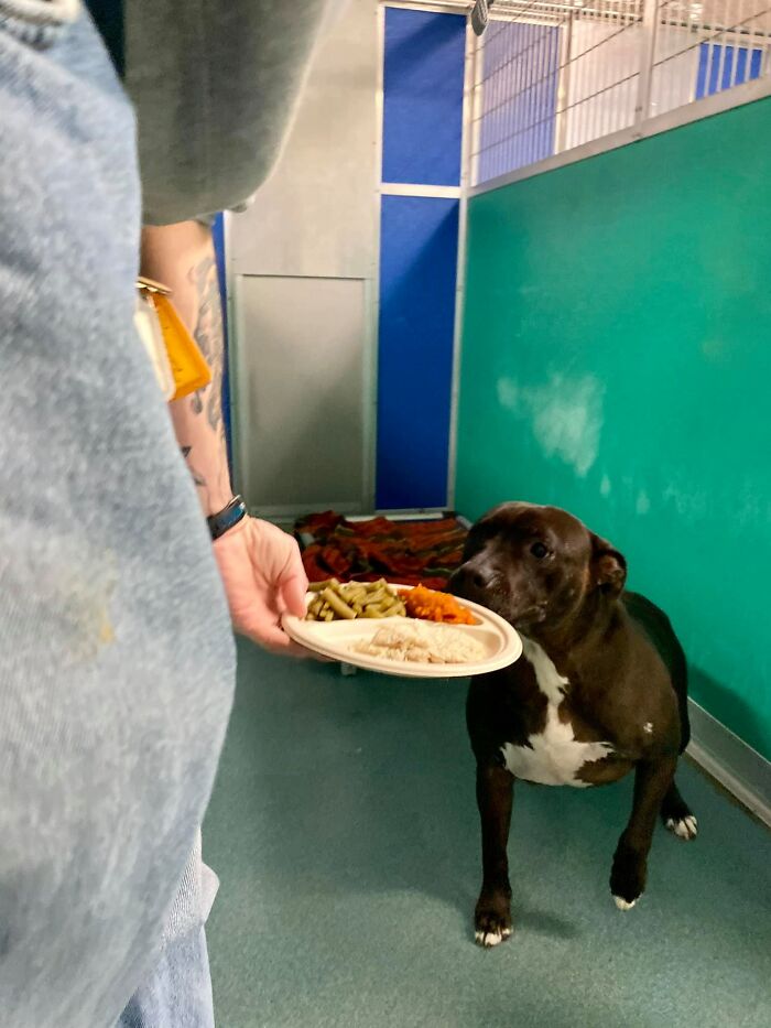 Nearly 80 Shelter Animals Get Treated To A Festive Thanksgiving Meal Nearly 80 Shelter Animals Get Treated To A Festive Thanksgiving Meal