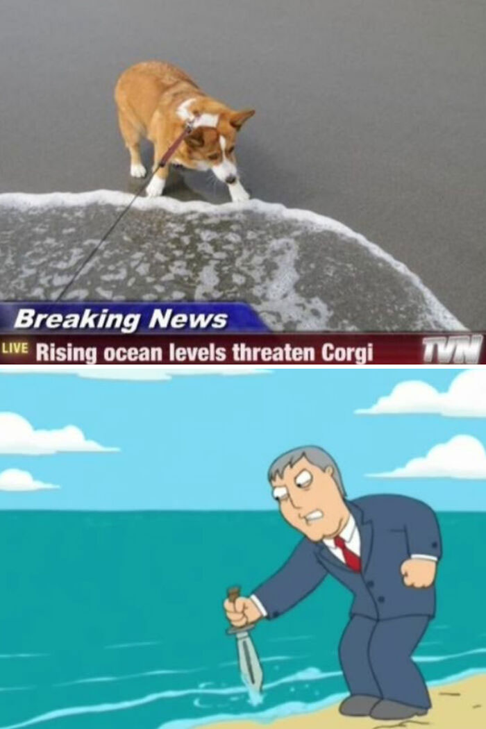 Funny dog meme featuring a corgi near the ocean with humorous news headline.