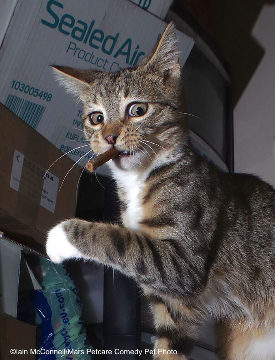 'The Guilty Kitten' By Iain Mcconnell