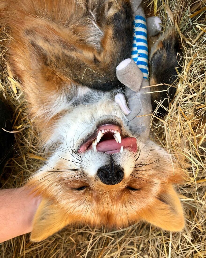 5 Years Ago This Adorable Fox Was Rescued From A Fur Market