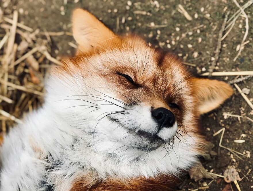 5 Years Ago This Adorable Fox Was Rescued From A Fur Market