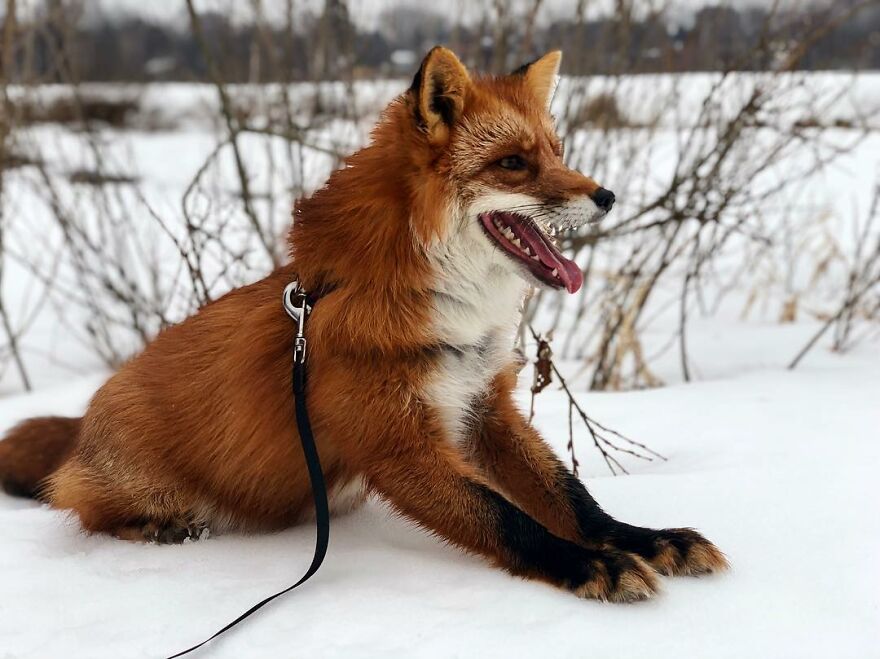 5 Years Ago This Adorable Fox Was Rescued From A Fur Market